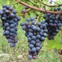와인포도품종 - 네그로아마로