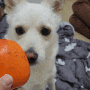 강아지 홍시 단감 곶감 연시 연감 가을 과일 먹어도 되나요?