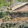 에버랜드 2탄]쥬토피아 동물 친구들과 아마존 익스프레스 타기