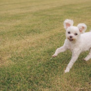 2번 조아조 - 알고보니 고양이, 우리집 장녀, 말티즈는 참지않아