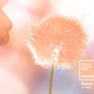 [올해의컬러] 팬톤 2024 올해의 컬러는? 13-1023 Peach Fuzz(피치 퍼즈)!