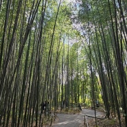 [교토 여행] 사람에 치이고 치인 11월 말 주말의 아라시야마 대나무숲 (feat.리락쿠마는 귀여웠다)