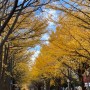 홋카이도대학 | 은행나무 가로수길 | 박물관 | 단풍구경 | 아침산책(Hokkaido University, 北海道大学)