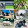 아시아에서 가장 큰 동물원으로 유명한 대만 관광지 (타이베이 동물원)
