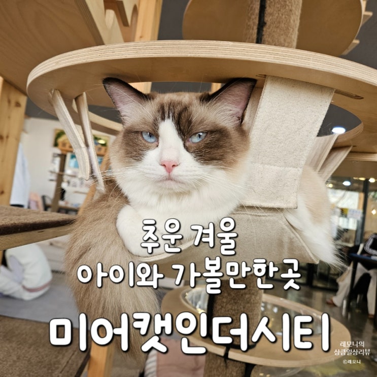 김포 아이와 가볼만한곳 동물체험카페 미어캣인더시티