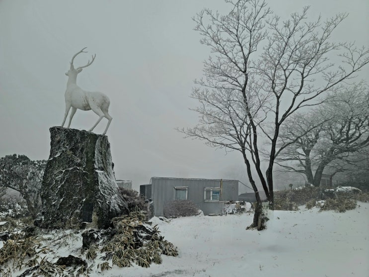 한라산 1100고지