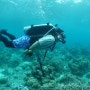 11월 모알보알 스쿠버 다이빙 화려한 여행!