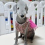 강아지 한복 중형견 대형견 사이즈는 네이버펫 해피앤퍼피에서!