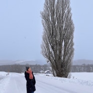 일본 북해도 홋카이도 겨울 여행 - 아사히카와 비에이(패치워크로드 / 흰수염폭포 / 아오이이케 / 사계채의 언덕)