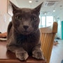 인천 고양이 카페 ‘고양이주택’ 예쁜 고양이 참 많아요