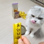 기안84가 선택한 고양이츄르 고양이영양간식 기안냥갱!