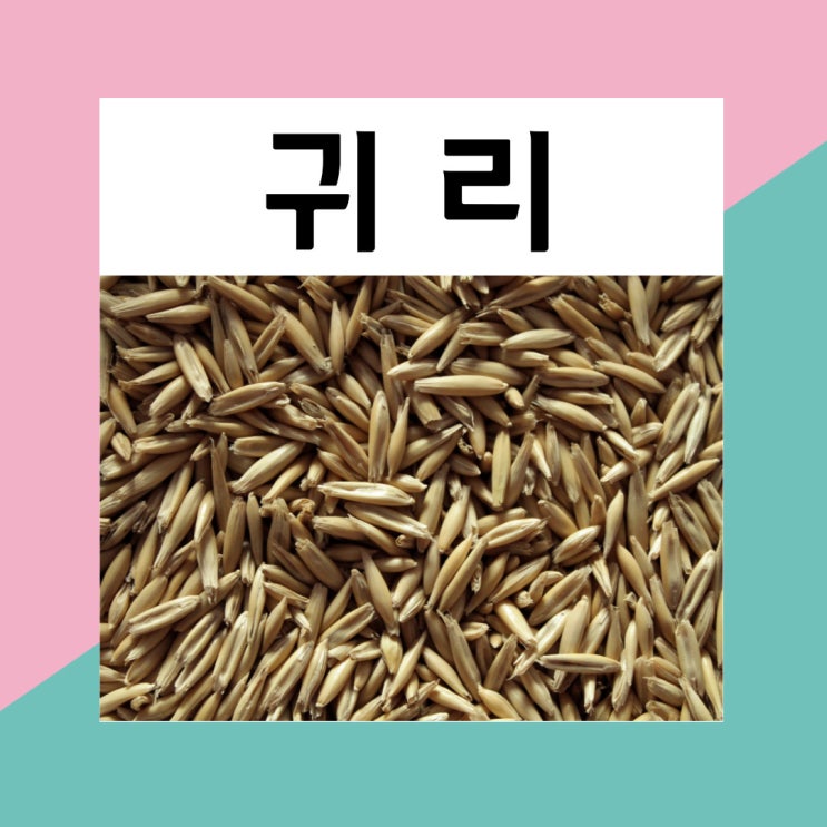 귀리 효능 부작용 다이어트 방법(귀리 오트밀 살 빠지게 먹는 방법) : 네이버 블로그