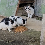 길고양이 밥 주지 말라는 사람들 특징