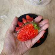 올해 첫 장희(아키히메)딸기 : 설향딸기랑 맛 비교