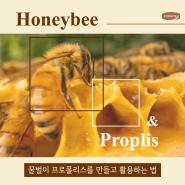 꿀벌이 프로폴리스를 만들고 활용하는 법