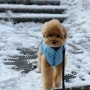 강아지 눈오는날 염화칼슘 피해서 산책하는 방법 주의사항
