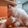 강남데이트코스로 캠핑카페, 고양이 체험 가능한 캠핑고양이 추천
