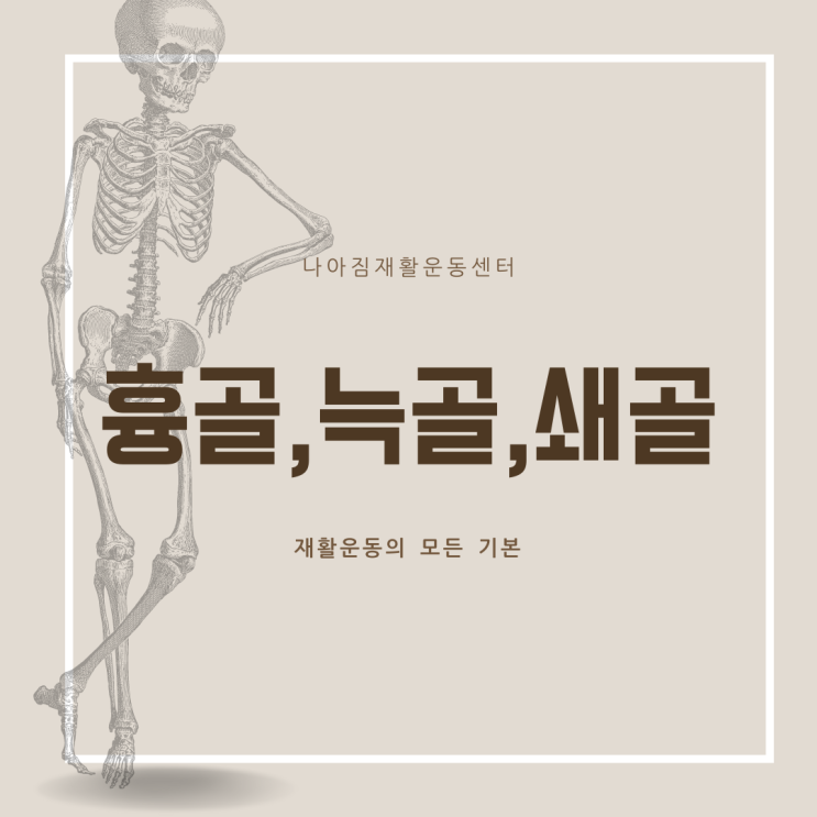 흉골, 늑골, 쇄골 (sternum, rib, clavicle) 해부학 : 네이버 블로그