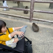 아기랑 일본여행, 벳푸 다카사키야마 자연동물원 원숭이산