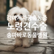 위례 동물병원 - 강아지 자축축농증 - 24시 송파바로동물병원