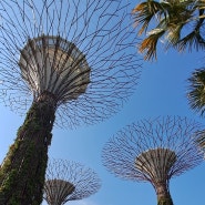 싱가폴 여행 - 가든스바이더베이 / 클라우드포레스트 플라워돔 플로랄판타지 슈퍼트리쇼