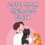 고양이 먹으면 안되는 음식 탑 SIX