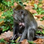 발리 상에 원숭이숲 - Sangeh Monkey Forest