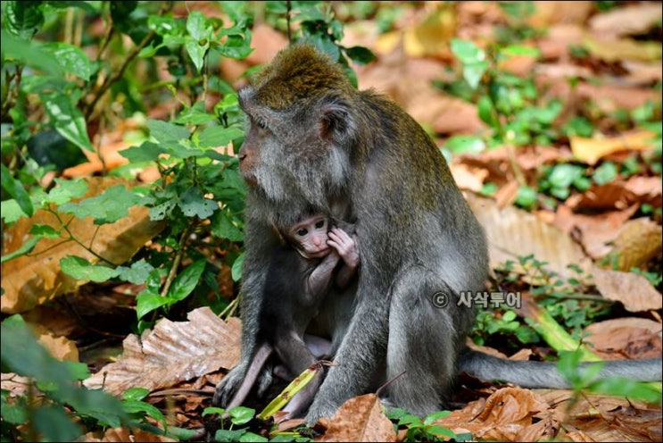 발리 상에 원숭이숲 - Sangeh Monkey Forest