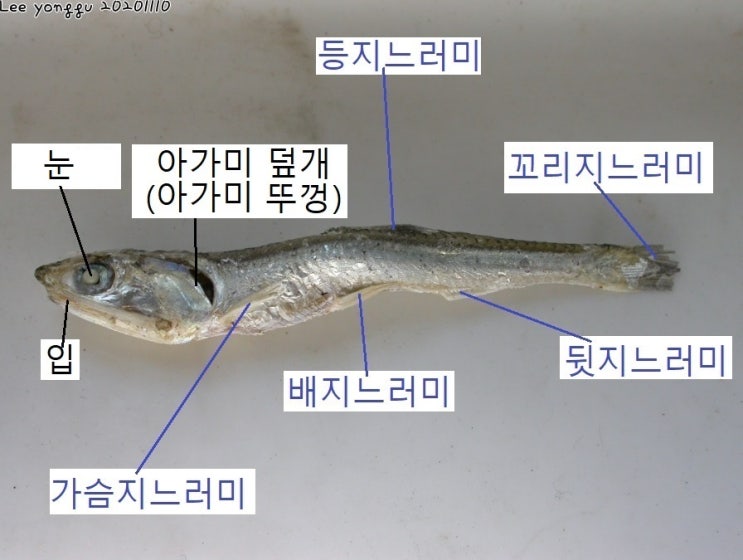 [해부] 마른 멸치 해부와 바다에 사는 플랑크톤 관찰 / 멸치 해부와 멸치로 알 수 있는 해양 생태계의 먹이 관계 : 네이버 블로그
