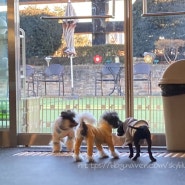 남양주 애견카페 [도그라운지] 서울 근교 별내 강아지 실내 운동장(동반카페 놀이터)