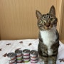 고양이캔 고양이 장 건강 유산균 캔 아이엠캣 이용 후기