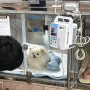 개껌 삼킨 강아지 : 식도이물 제거 위내시경 시술 & 비용