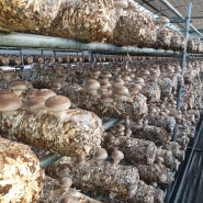 국내 버섯재배 무엇이 문제인가?