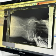 [부산동물병원 제넷] 방광결석 엑스레이 검사, 강아지 중성화 시기