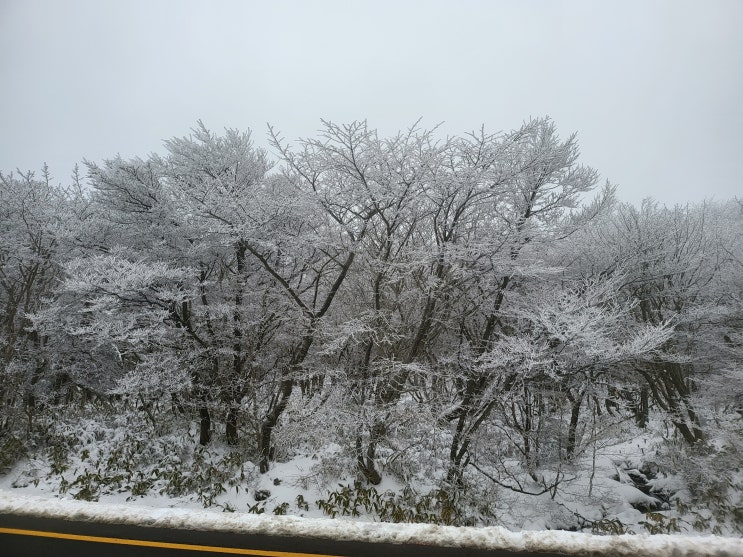 2023 12 18 한라산  1100고지 설경 구경