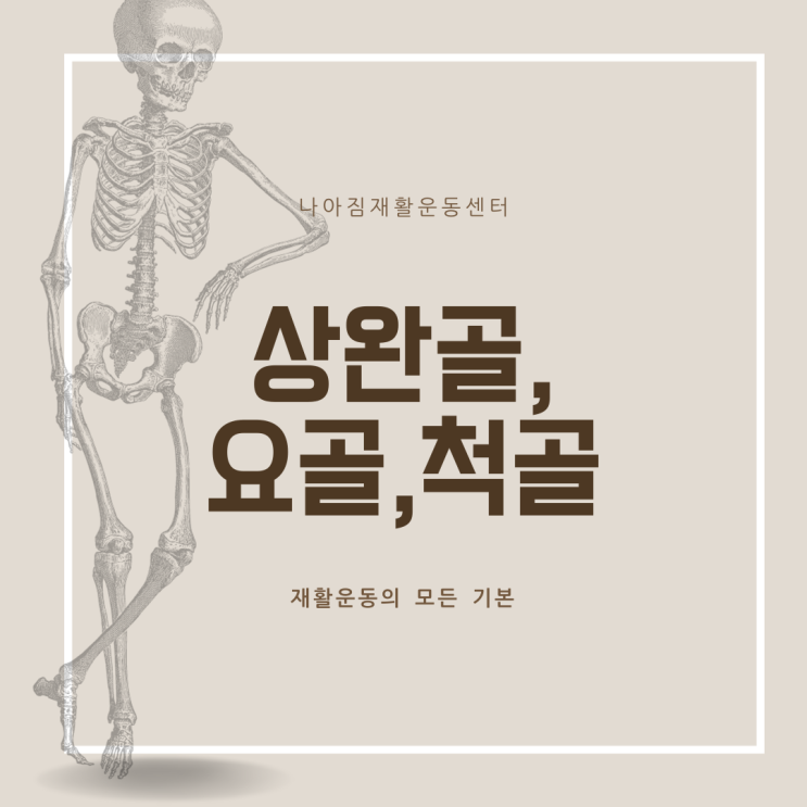 상완골, 요골, 척골 (humerus, radius, ulna) 상지 팔뼈 해부학 : 네이버 블로그
