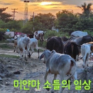 미얀마 만달레이 지역 외곽의 소떼 풍경 쓰레기 더미 미얀마 동물의 삶 인간들의 이기심