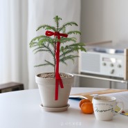 아라우카리아 트리로 특별한 크리스마스 집꾸미기 (아라우카리아키우기)