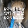 강아지 요골 골절 앞다리 골절 - 문정동 동물 병원