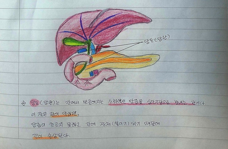 황달, 간, 콩팥, 담즙, 담도(담관), 그리고 빌리루빈 : 네이버 블로그