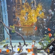 단양 다누리아쿠아리움 - 국내 최대 민물고기 수족관