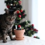 고양이 안전한 식물, 집사 연말선물 추천 지양하월시아
