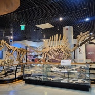 진품 화석과 공룡뼈가 전시된 안면도 쥬라기 박물관