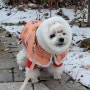 강아지 패딩, 겨울 산책 찬바람 막아주는 애견 패딩