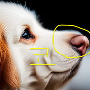 강아지 코 촉촉 해야 되는 이유에 대해서 알아보죠.