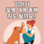 강아지 꽃게 대게 홍게 줘도 될까요?