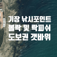 <부산 기장군>볼락, 무늬오징어, 락피쉬 냉장고급 꿀포인트 공유!!