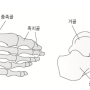 [대구푸른병원/정형외과] 뜻하지 않는 발목 부상, 발목(족관절)골절의 증상과 치료에 대해 알아봅시다!