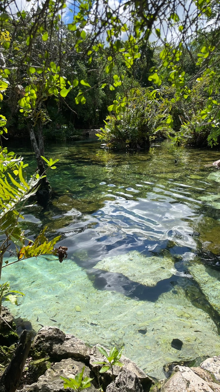 멕시코 아술 세노떼 Cenote Azul