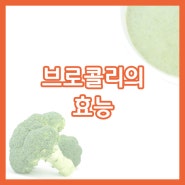 🥦브로콜리의 효능 (면역력 강화 · 항암 효과)